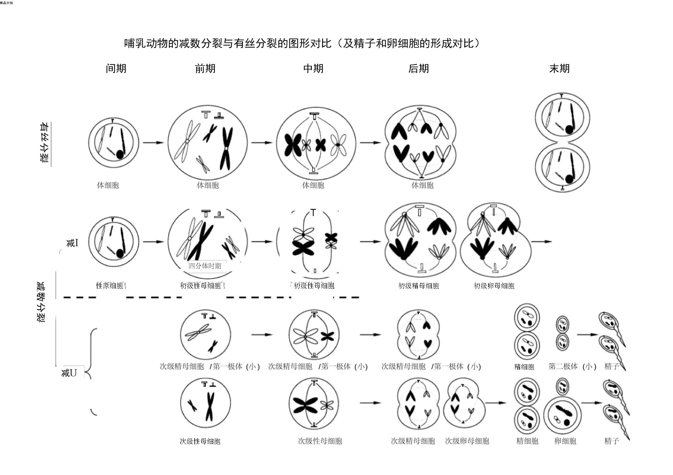 减数分裂.jpeg